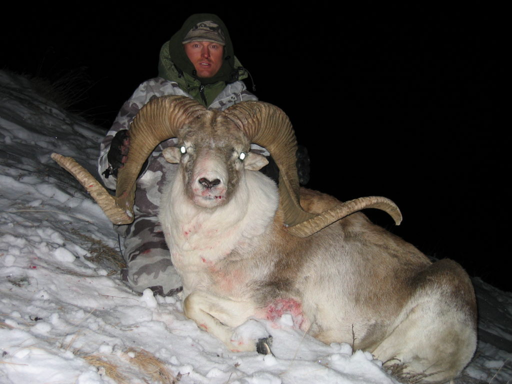 Marco Polo Sheep - Asian Mountain Outfitters
