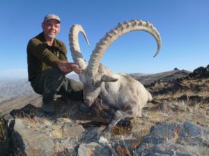 Altai Ibex