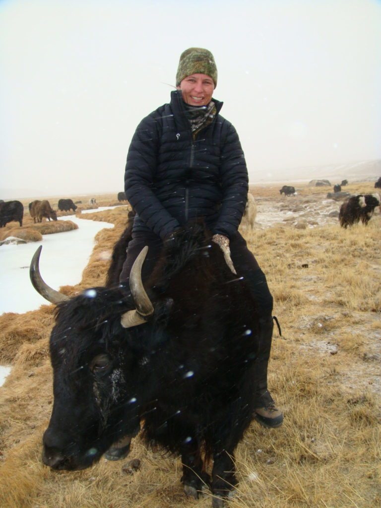 Amy Riding a Tajkistan Yak, Dec. 2014