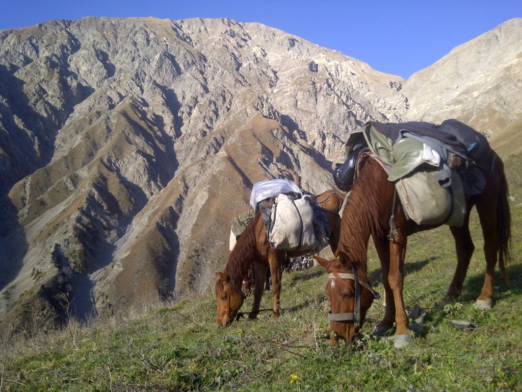 Azerbaijan Horses 2012