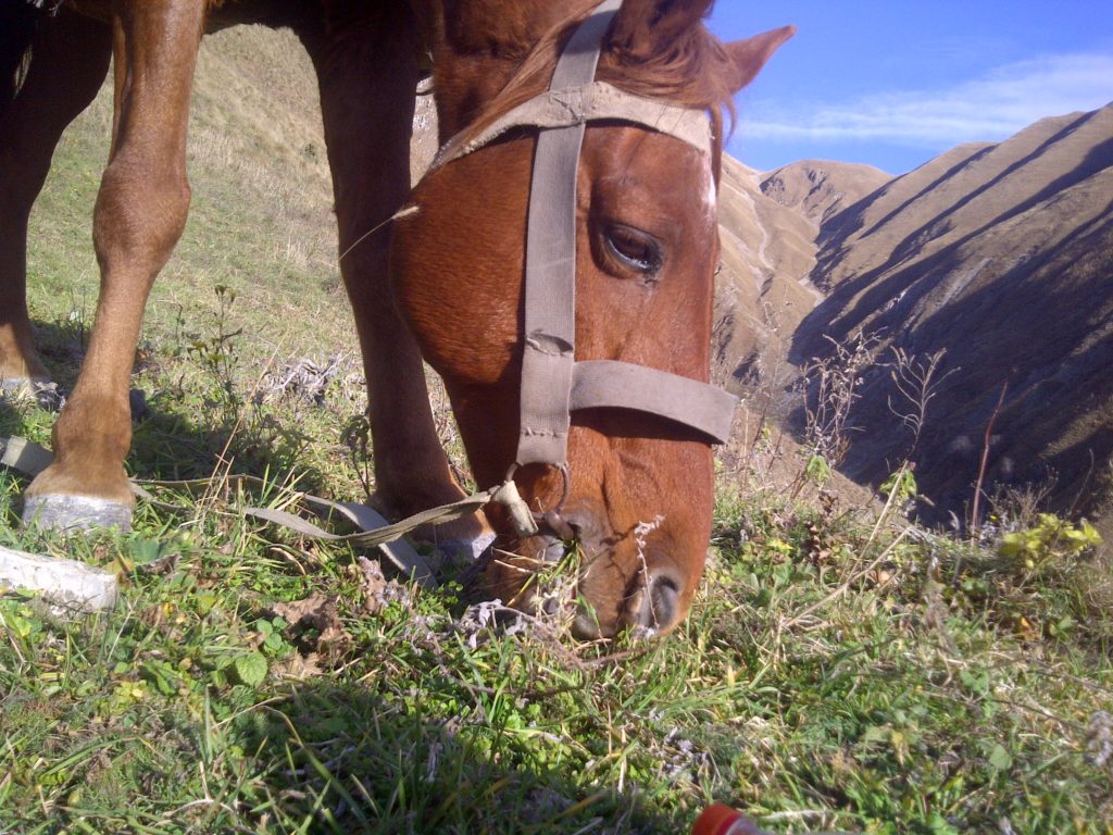 Grazing Horse Azerbaijan 2012