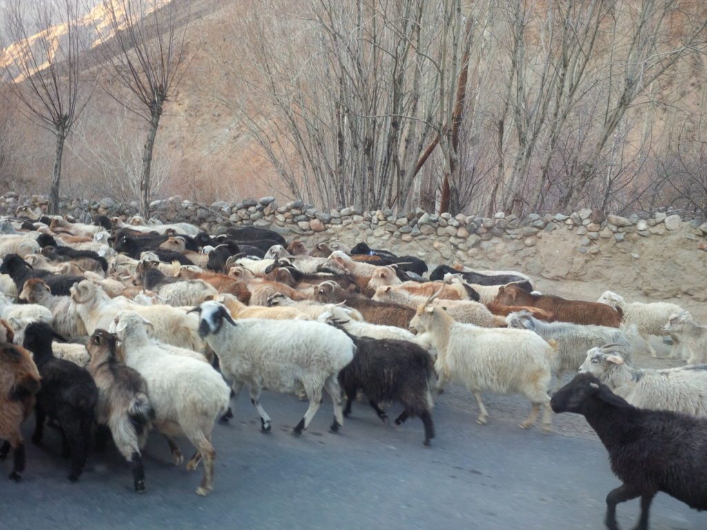 Goats and sheep on the road, Tajikistan 2014