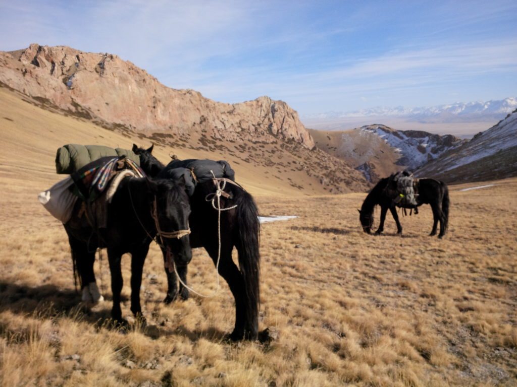 Horses at 13,000′ on Ibex hunt, Oct. 2014