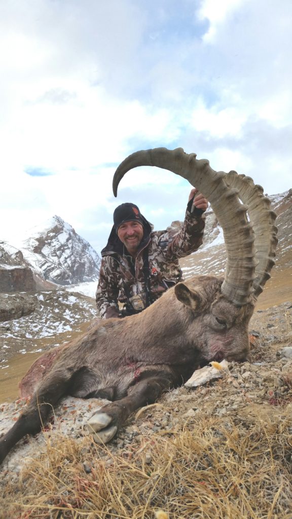 Mid-Asian Ibex, 43 inch, Rob Braig, Oct. 2015