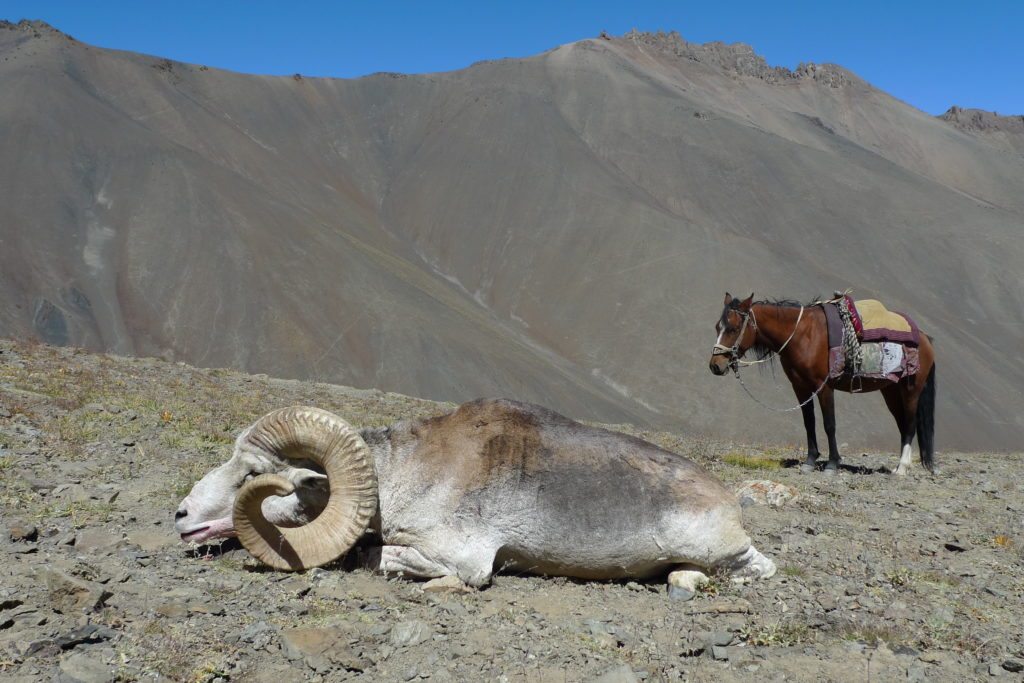 Tajikistan September 2015 with Horse