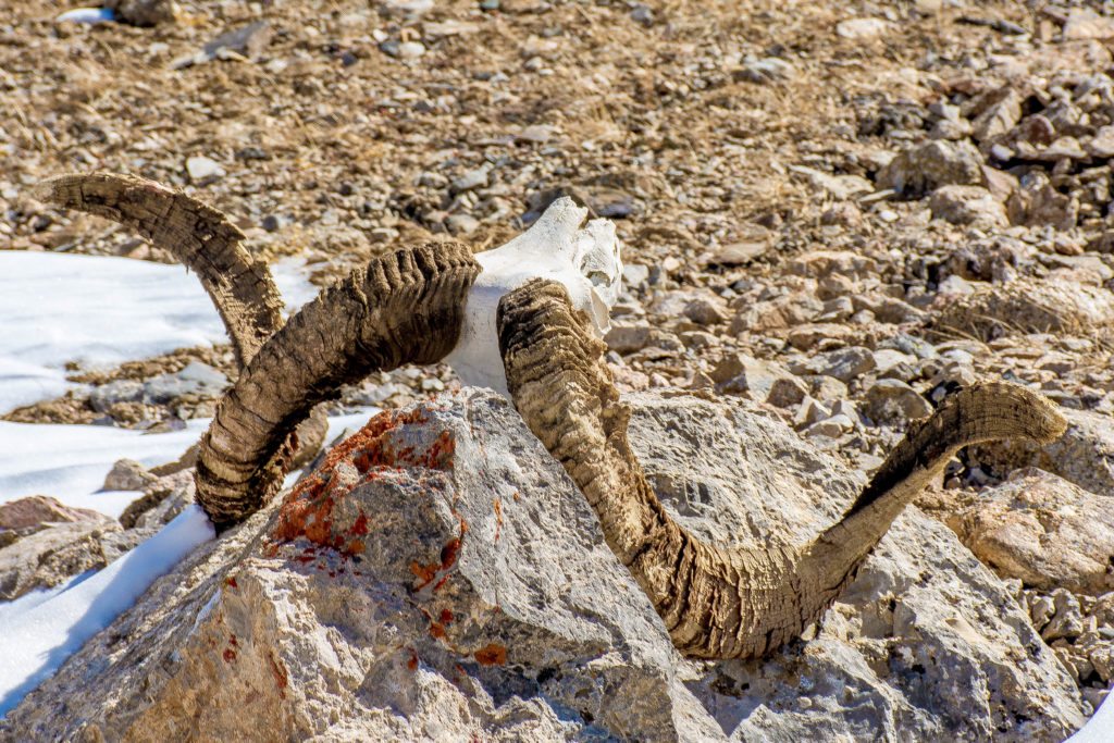 Typical site in Kyrgyzstan, Wolf Killed Ram