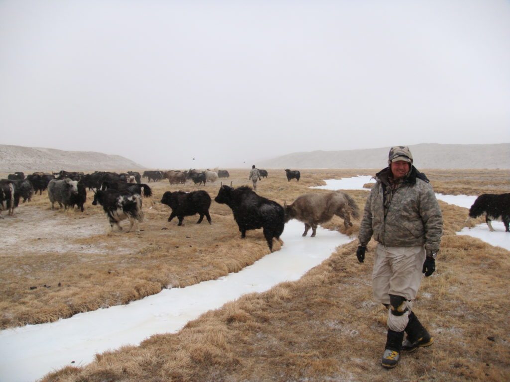 Herding Yaks, Dec. 2014