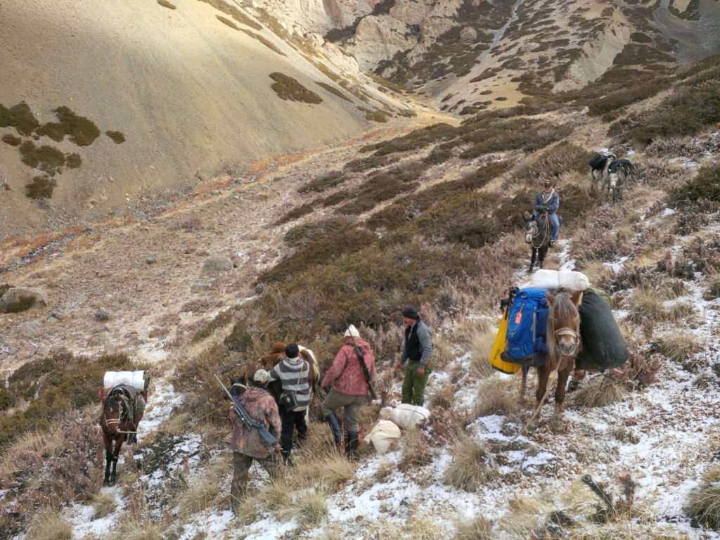 Loading the Packhorses with an Ibex and spike camp, Oct. 2014