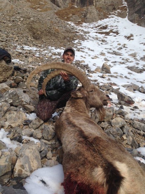 Mid-Asian Ibex, 43 inch, October 2014